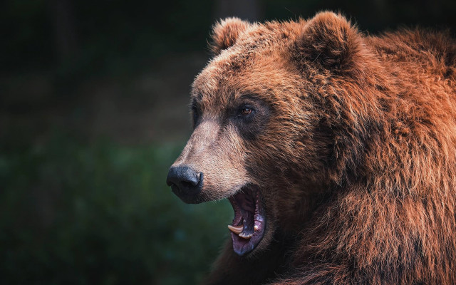 Brown bear open mouth sharp free wallpaper for desktop - medium preview image