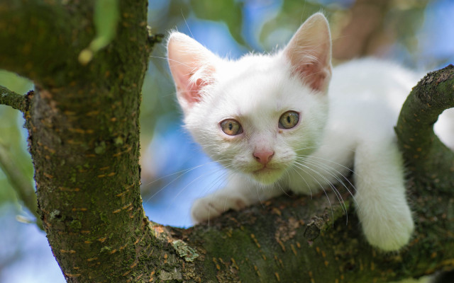 White kitten tree branch curious free wallpaper for desktop - medium preview image