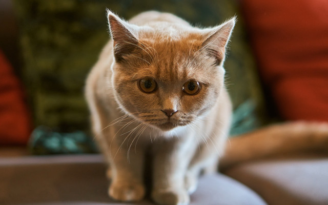 Cat serious couch focus bokeh free wallpaper for desktop - medium preview image