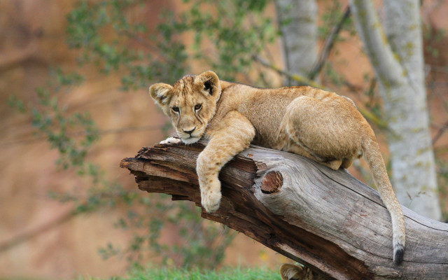 Lion cub log zoo resting free wallpaper for desktop - medium preview image