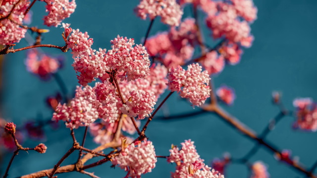 Cherry blossoms tiltshift spring outdoor free wallpaper for desktop - medium preview image
