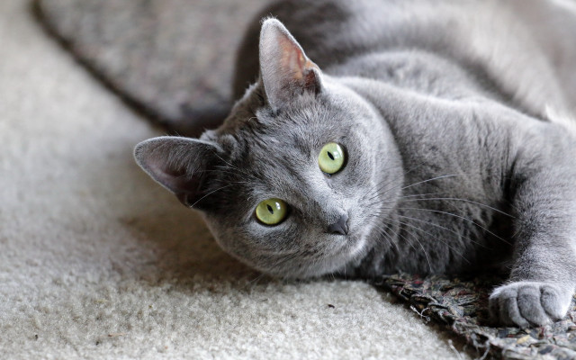 Gray cat white carpet green free wallpaper for desktop - medium preview image