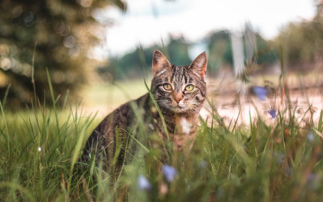 Cat grass bokeh nature outdoors free wallpaper for desktop - medium preview image