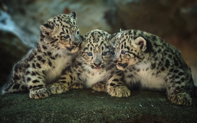 Snow leopards rock looking distance free wallpaper for desktop - medium preview image