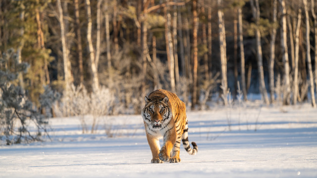Tiger snow forest wildlife photography free wallpaper for desktop - medium preview image