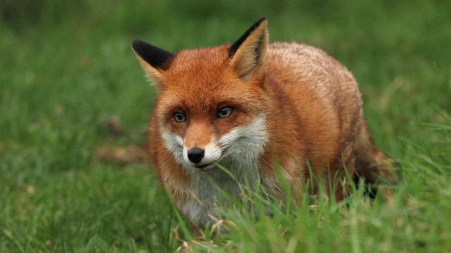Red fox grass blurry nature free wallpaper for desktop - medium preview image