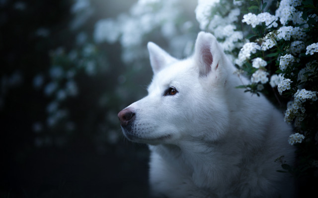 White dog flower background blurry free wallpaper for desktop - medium preview image