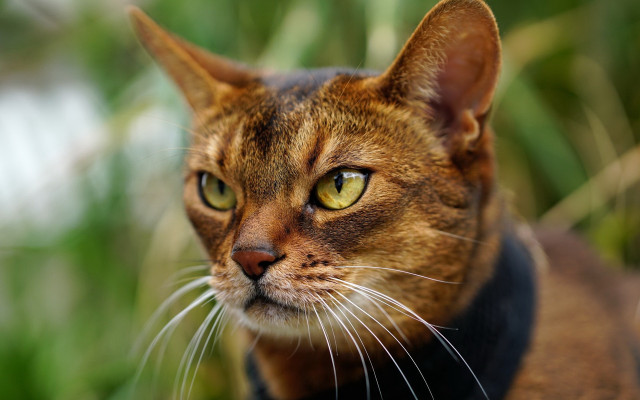 Serious cat green background daphne free wallpaper for desktop - medium preview image