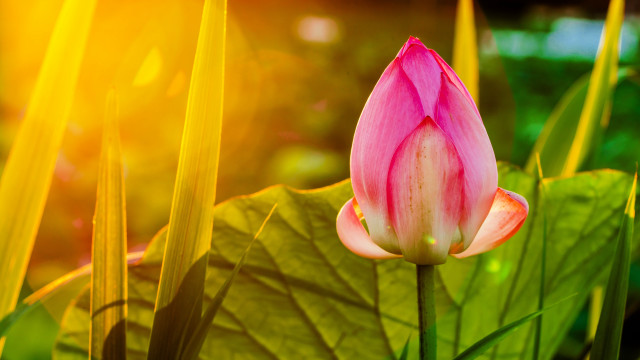 Pink flower bloom green grass free wallpaper for desktop - medium preview image