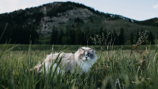 Cat field mountain sunny blue free wallpaper for desktop - medium preview image