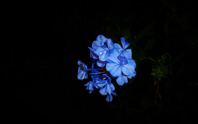 Blue flower water droplets bioluminescence free wallpaper for desktop - medium preview image