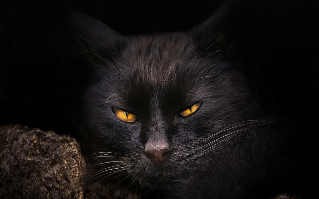 Black cat yellow eyes gothic #23 free wallpaper for desktop - medium preview image