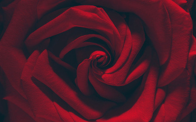 Red rose closeup black background #3 free wallpaper for desktop - medium preview image