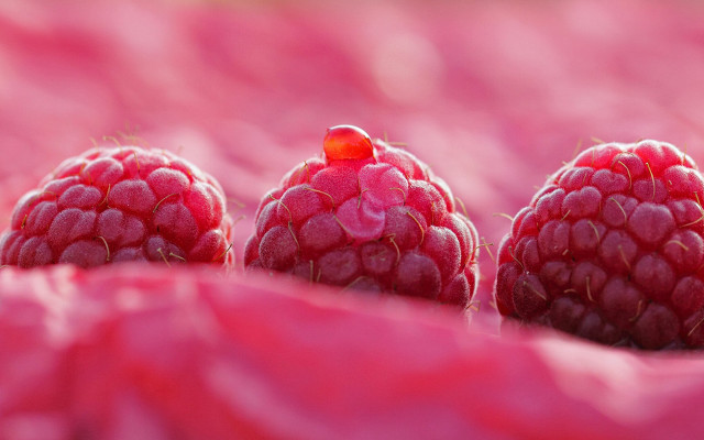 Three raspberries pink cloth red free wallpaper for desktop - medium preview image