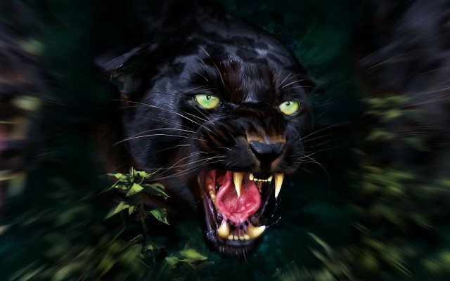 Black panther green eyes snarling free wallpaper for desktop - medium preview image