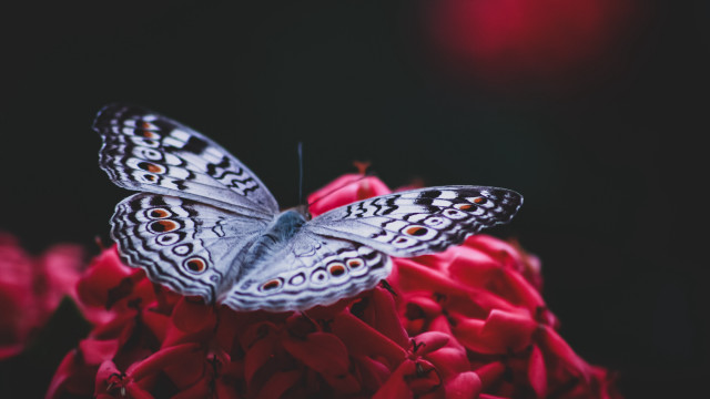 Butterfly redflower blackbackground macro naturalism free wallpaper for desktop - medium preview image
