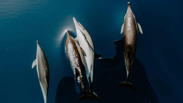 Dolphins swimming ocean watercraft wildlife free wallpaper for desktop - medium preview image