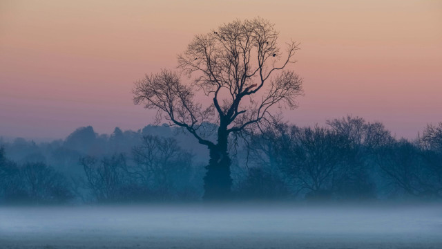 Foggy field tree bird pink free wallpaper for desktop - medium preview image
