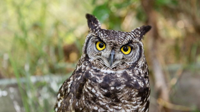 Owl yellow eyes blurry background #2 free wallpaper for desktop - medium preview image
