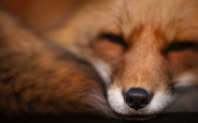 Fox sleeping closeup furry macro free wallpaper for desktop - medium preview image