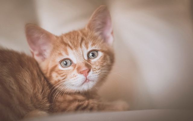 Orange kitten blue eyes curious free wallpaper for desktop - medium preview image