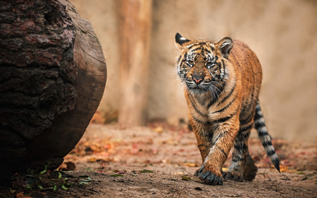 Tiger walking dirt field tree free wallpaper for desktop - medium preview image