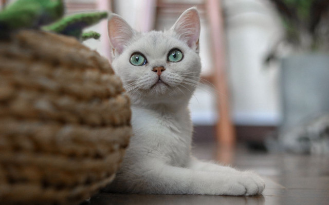 White cat blue eyes basket free wallpaper for desktop - medium preview image