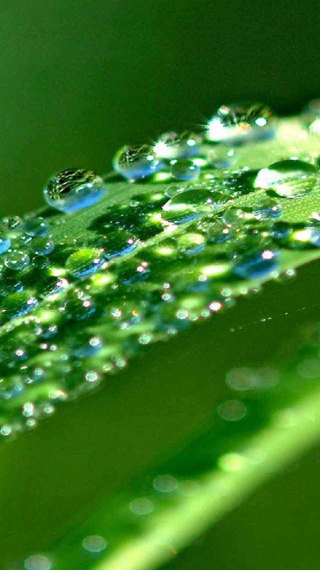 Close up green leaf water #12 free wallpaper for mobile - medium preview image