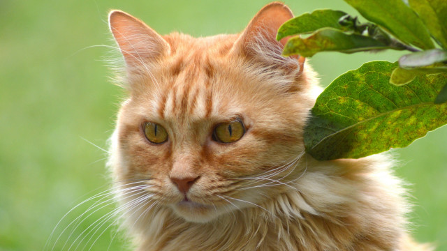 Cat leaf green background focus free wallpaper for desktop - medium preview image