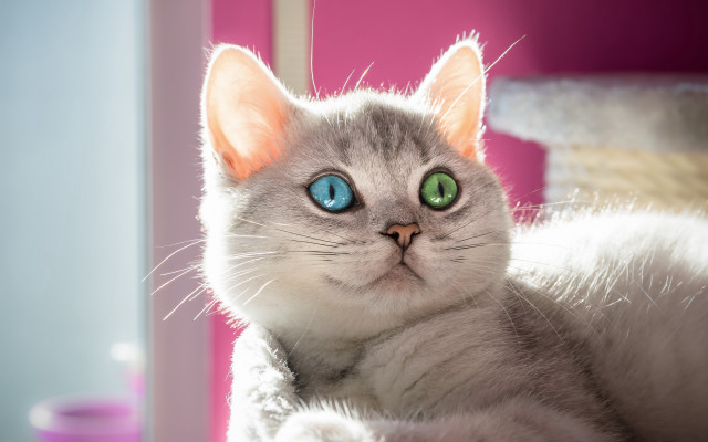 White cat green eyes symmetrical free wallpaper for desktop - medium preview image