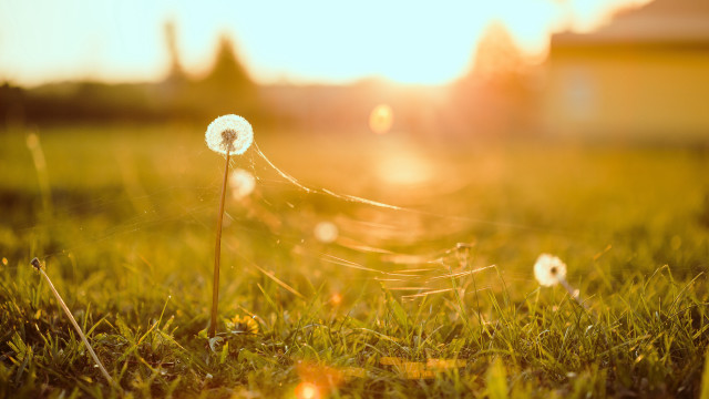 Dandelion grass sunset lens flare free wallpaper for desktop - medium preview image