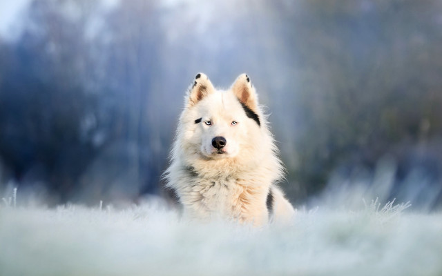 White brown dog foggy field free wallpaper for desktop - medium preview image