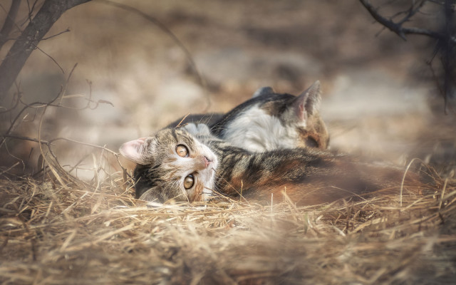 Cat grass tree bush up free wallpaper for desktop - medium preview image
