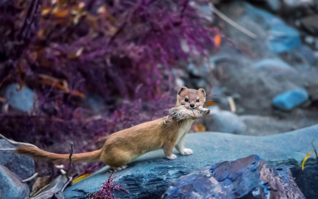 Small animal rock purple plants free wallpaper for desktop - medium preview image