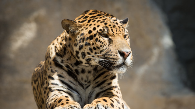 Leopard laying rock zoo enclosure free wallpaper for desktop - medium preview image