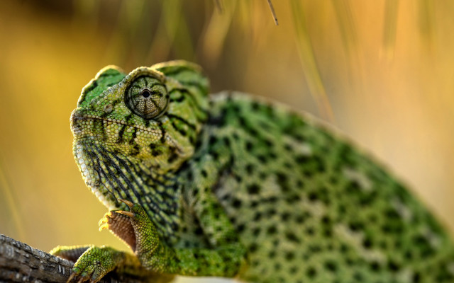 Green chameleon branch bokeh nature free wallpaper for desktop - medium preview image