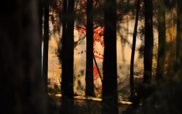 Red tree forest light trail free wallpaper for desktop - medium preview image