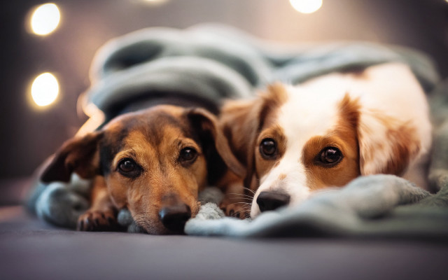 Dogs blanket lights night moon free wallpaper for desktop - medium preview image