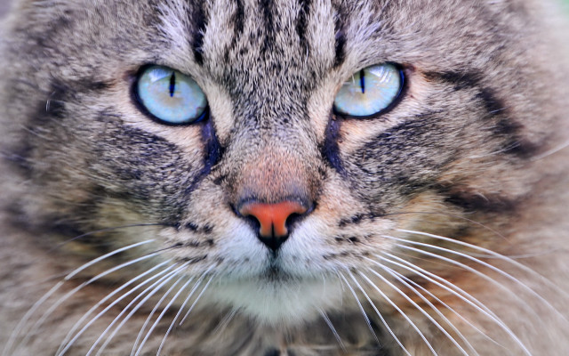 Blue eyes cat closeup symmetrical free wallpaper for desktop - medium preview image