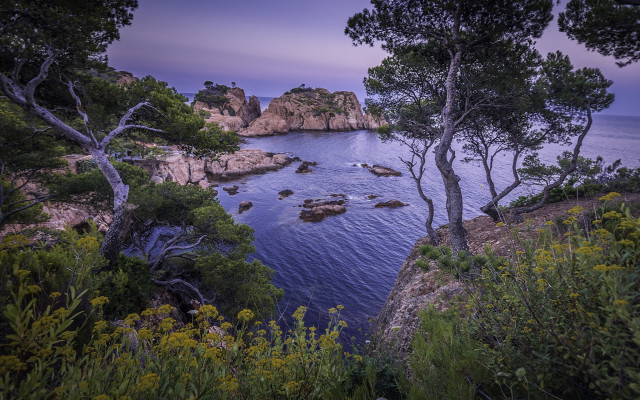 Lake sunset forest bush cherry free wallpaper for desktop - medium preview image