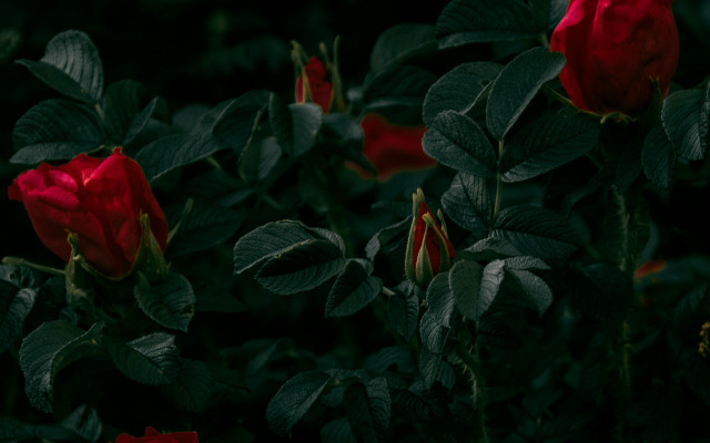 Red roses green leaves dark free wallpaper for desktop - medium preview image