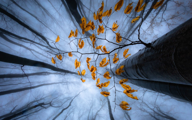 Yellow leaves bamboo forest moon free wallpaper for desktop - medium preview image