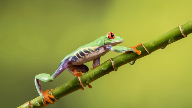 Frog red eye green branch free wallpaper for desktop - medium preview image