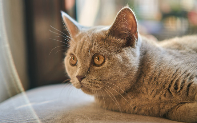 Cat sad couch animal photorealistic free wallpaper for desktop - medium preview image