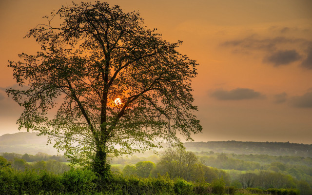 Tree sunset foggy sky bush free wallpaper for desktop - medium preview image
