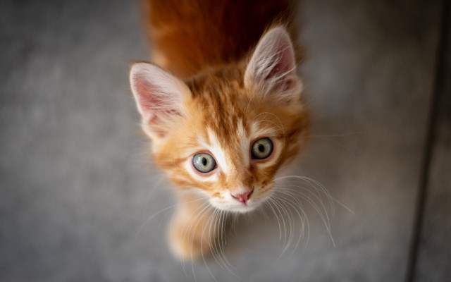 Orange kitten curious green eyes free wallpaper for desktop - medium preview image