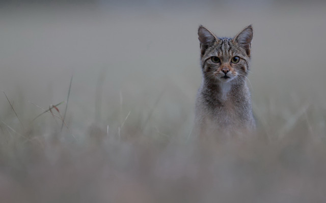 Cat tallgrass serious portrait naturalism free wallpaper for desktop - medium preview image