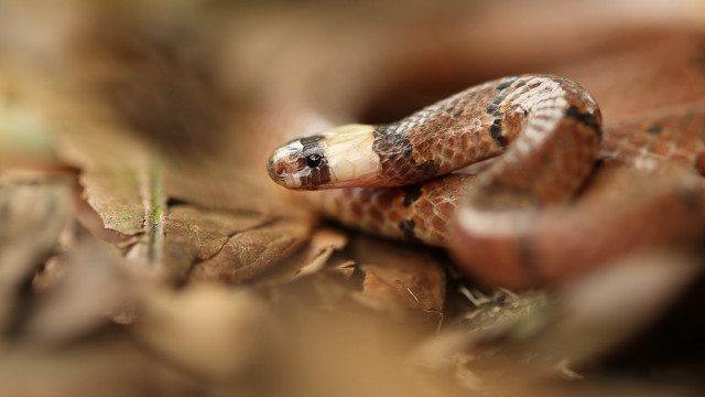Curled snake on leaf woods free wallpaper for desktop - medium preview image