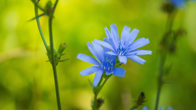 Blue flower bokeh macro nature free wallpaper for desktop - medium preview image