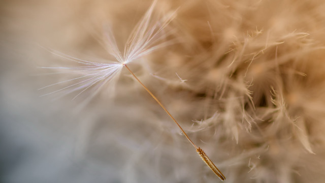 Dandelion insect macro art photography free wallpaper for desktop - medium preview image